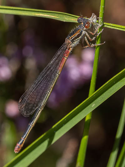 Ceriagrion tenellum typica female.jpg